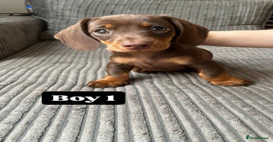 Miniature Dachshund dogs - Advert 6