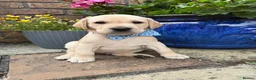 Labrador Retriever dogs for sale: Labrador puppues in Cardiff - Advert 7