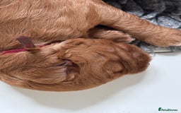 Australian Labradoodle dogs for sale: 5* Health tested Australian Labradoodles - Image 8