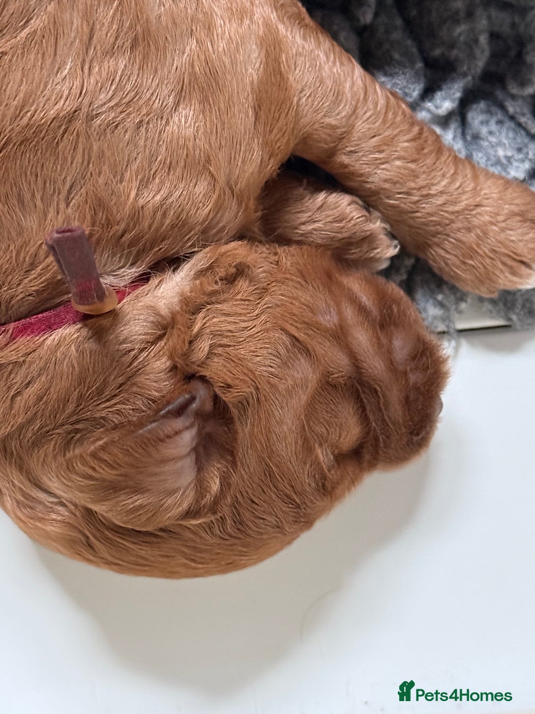Australian Labradoodle dogs for sale: 5* Health tested Australian Labradoodles - Image 8