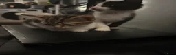 Bengal cats for sale: Gorgeous half bengal kittens and lovely Nature in Blaydon-on-Tyne - Advert 4