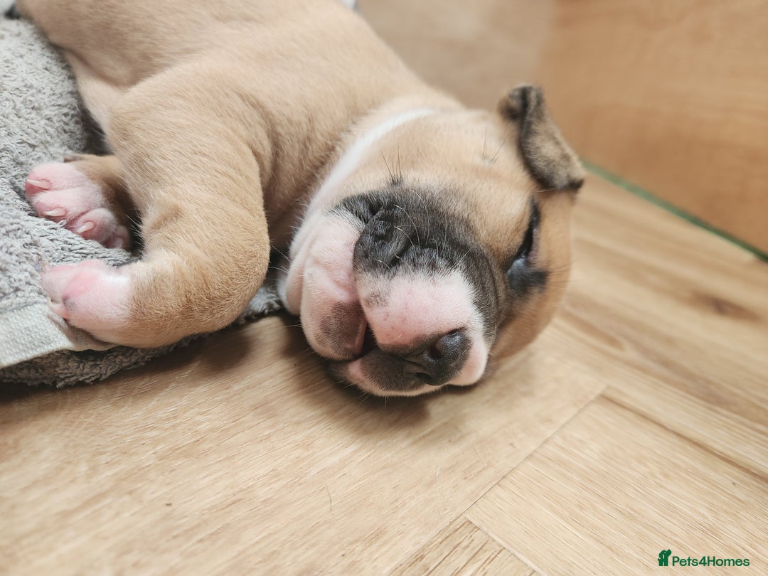 American Bull Staffy dogs for sale: American Staffordshire Bull Terriers - Image 14