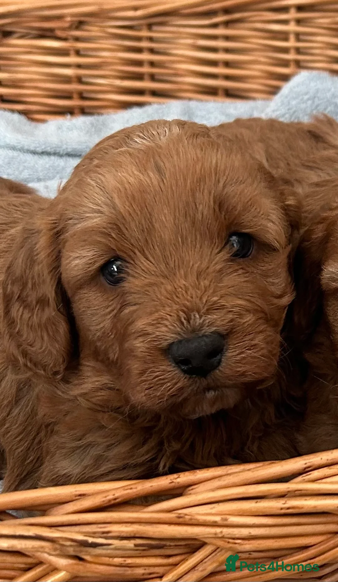 Cavapoo dogs for sale: 🐶🐩STUNNING HEALTH CLEAR CAVAPOO PUPPIES🐩🐶  - Advert 13