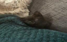 Mixed Breed cats for sale: Two male and three female kittens - Image 4