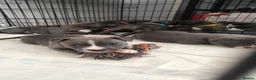 Staffordshire Bull Terrier dogs for sale: Blue Staffordshire bull terrier puppies 🐶🐕🐾 - Advert 22
