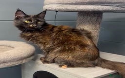 Maine Coon cats for sale: Tortie maine coon girl looking for adoption - Image 7