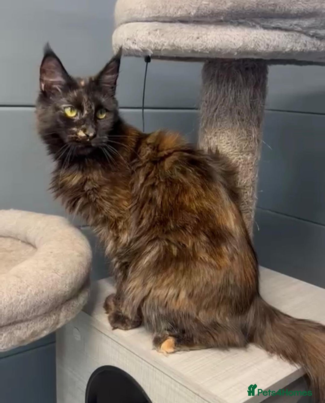 Maine Coon cats for sale: Tortie maine coon girl looking for adoption - Image 7
