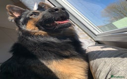 German Shepherd dogs for stud: Axle for stud - Image 1