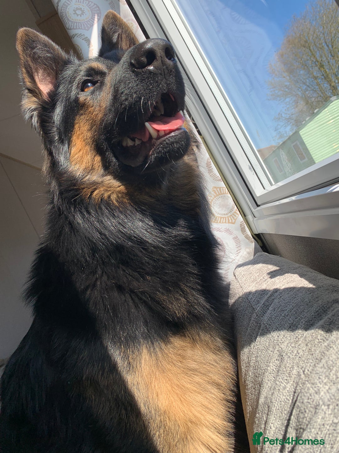 German Shepherd dogs for stud: Axle for stud - Image 1