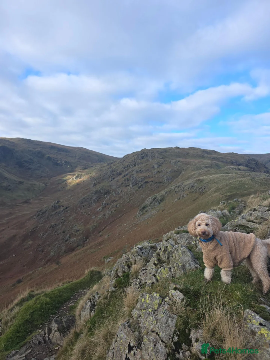 Miniature Poodle dogs for stud: Handsome Apricot Miniature Poodle – Proven Stud 🐩 - Advert 12
