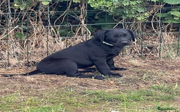 Labrador Retriever dogs for sale: 🐾Ready Now🐾Black Male FTCH Pedigree Forward Pups - Image 29