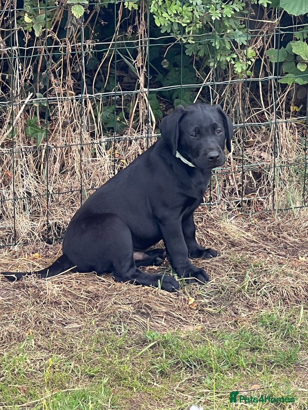 Labrador Retriever dogs for sale: 🐾Ready Now🐾Black Male FTCH Pedigree Forward Pups - Image 29