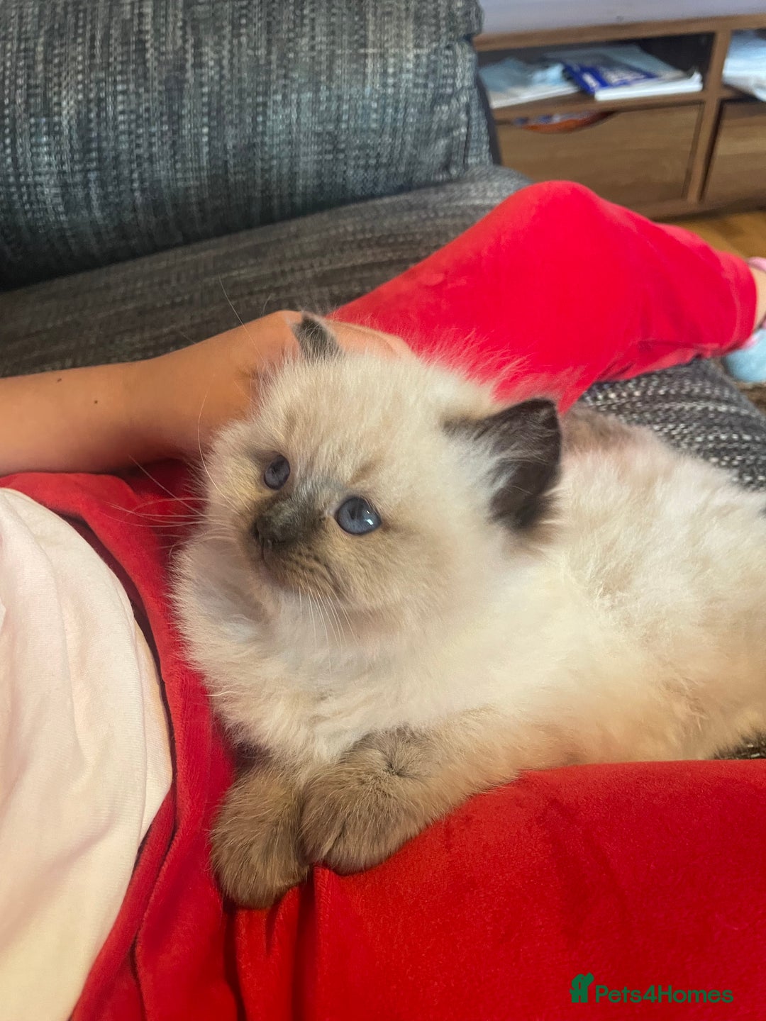 Ragdoll cats for sale:  Beautiful Ragdoll Kittens * 3 BoYs *  - Image 9
