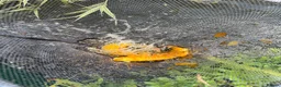 Koi Carp fish for sale: About 8 mixed koi carp/ gold fish. Varying sizes.  in Callington - Advert 2