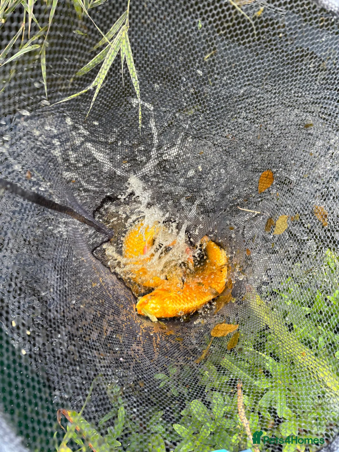 Koi Carp fish for sale: About 8 mixed koi carp/ gold fish. Varying sizes.  in Callington - Advert 2
