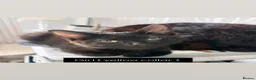 Domestic Shorthair cats for sale: 6 adorable kittens for sale - ready now  - Advert 12