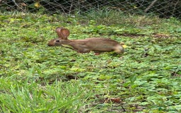 Belgian Hares rabbits for sale: Belgian hares  - Image 8