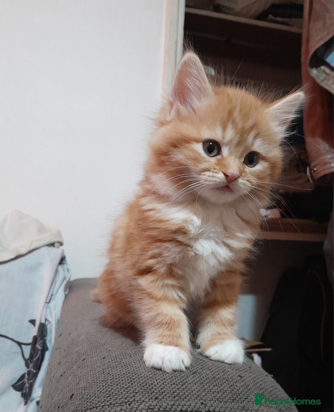 Mixed Breed cats for sale: 3 gorgeous kittens 😺😸😻 - Advert 10