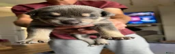 Mixed Breed dogs for sale: American bully x Gsd puppies  in Ripley - Advert 4