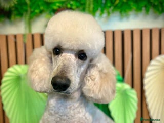 Standard Poodle dogs Apricot / white 4 year old poodle - Advert 1