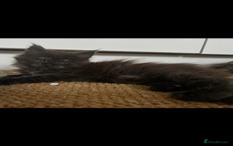 Maine Coon cats for sale: 2 xl tica active mainecoon kittens  - Image 22