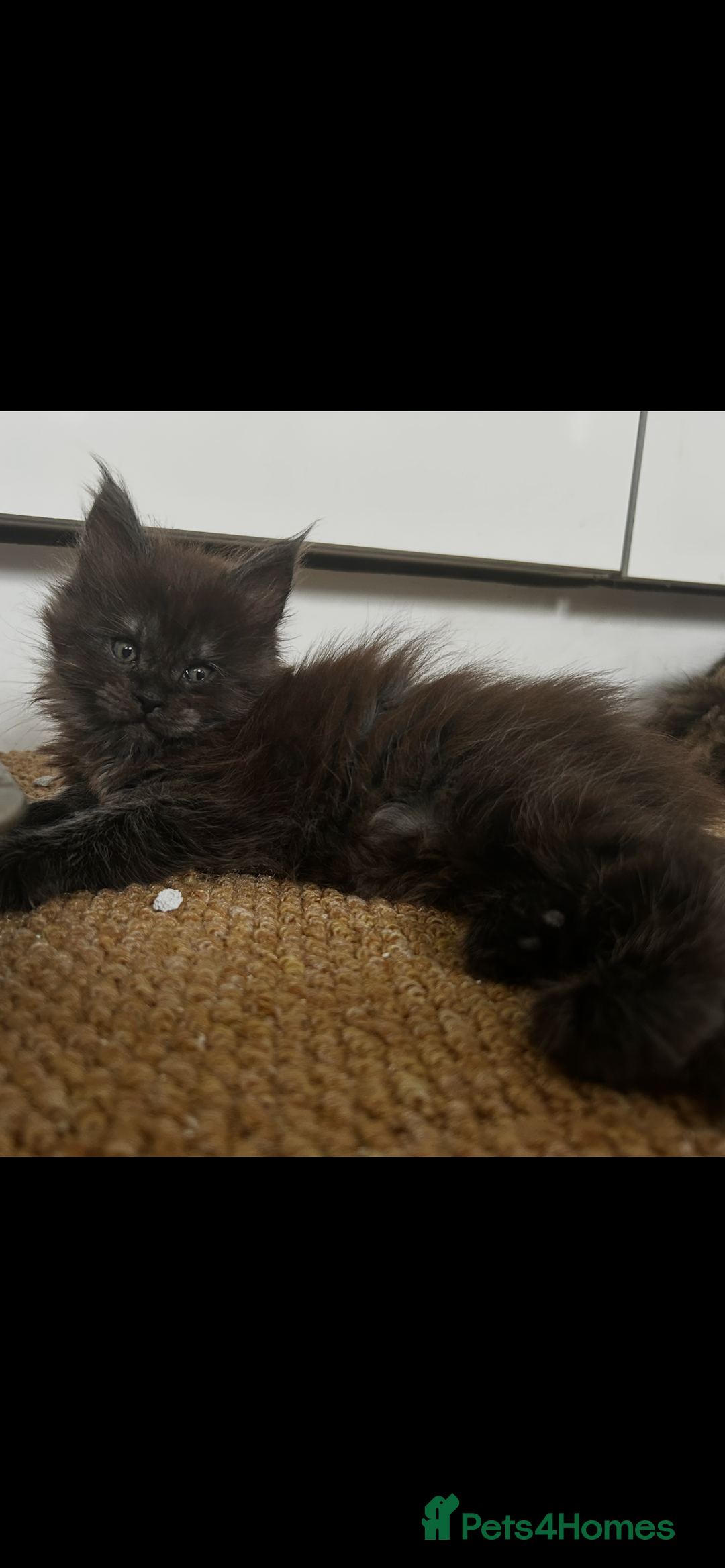 Maine Coon cats for sale: 2 xl tica active mainecoon kittens  - Image 22