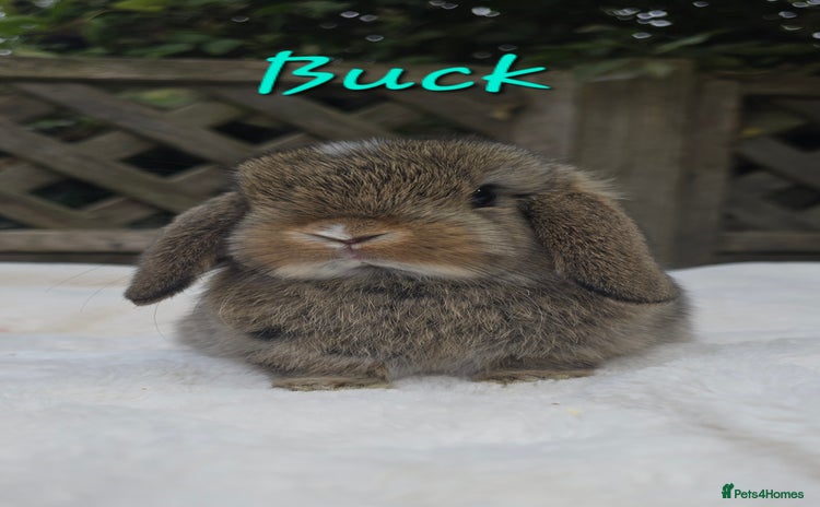 Mini Lop rabbits - Advert 5
