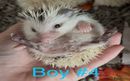 Pygmy Hedgehog rodents for sale: Male and female Pygmy hedgehogs ready to reserve - Image 13