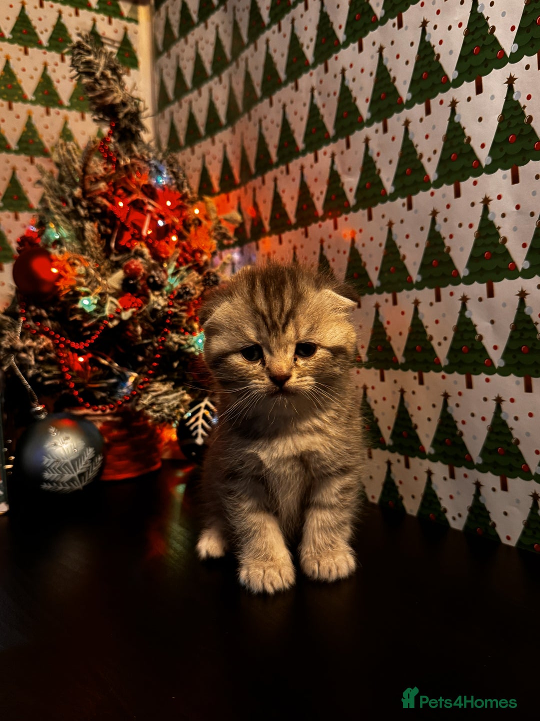Scottish Fold cats for sale: 4 Beautiful Scottish Fold Kittens - Advert 22