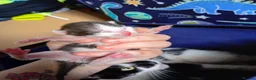 Mixed Breed cats for sale: Gorgeous kittens for new homes - Advert 4