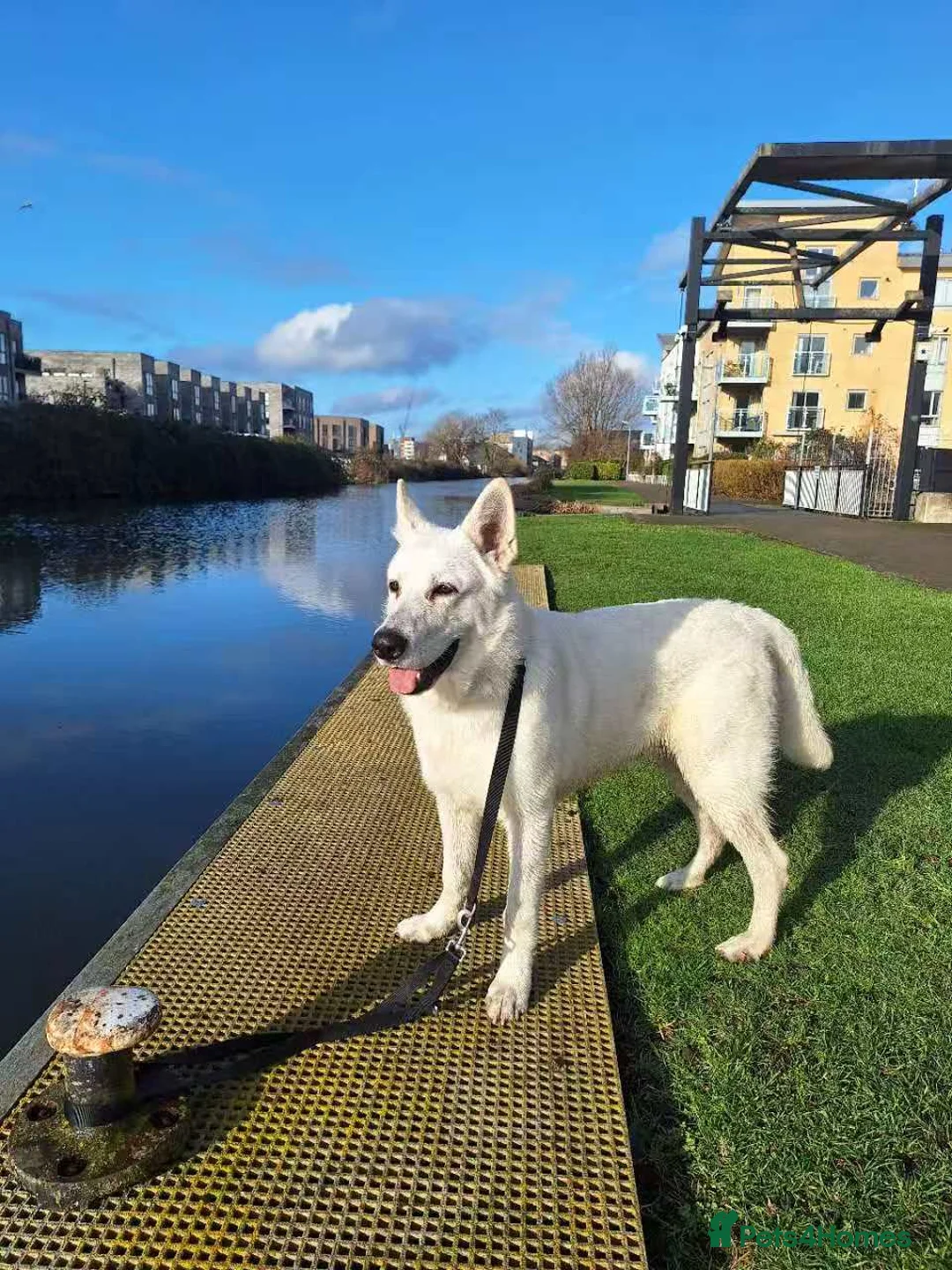 German Shepherd dogs for sale: German Shepherd puppy for sale - Advert 2