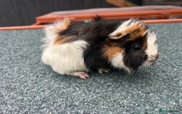 Guinea Pig rodents for sale: Beautiful Baby Guinea pigs to reserve  - Image 1