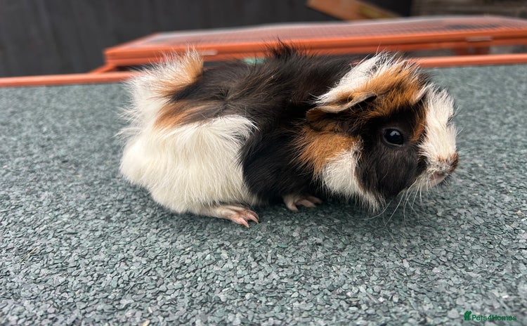 Guinea Pig rodents - Advert 1
