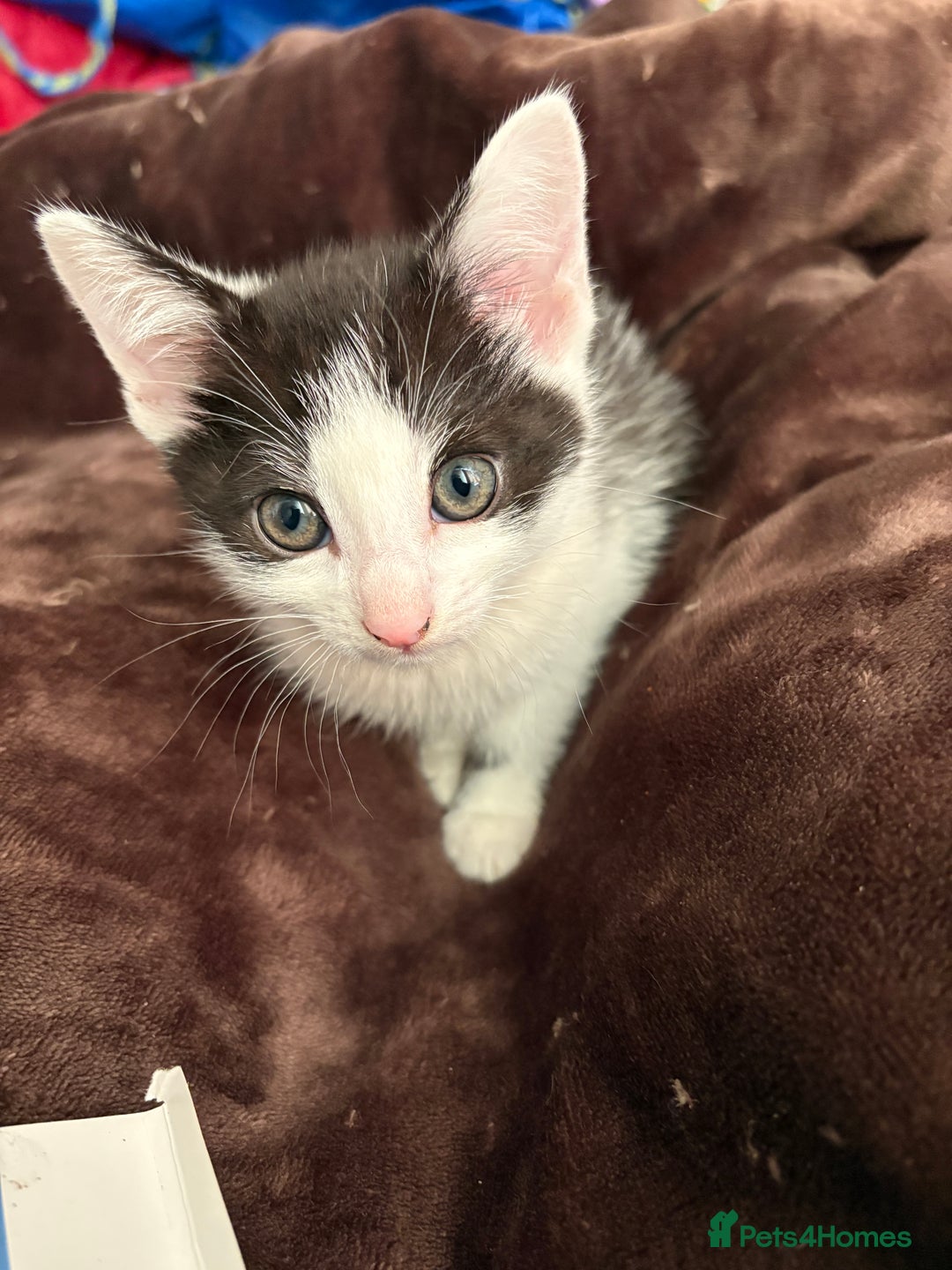 Mixed Breed cats for sale: Kittens  - Image 12