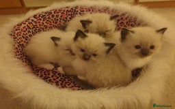 Ragdoll cats for sale: 4 beautiful ragdoll kittens for sale - Oxford - Image 23