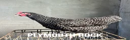 Chickens poultry for sale: Chicken hens poultry laying hens hybrid - Advert 9