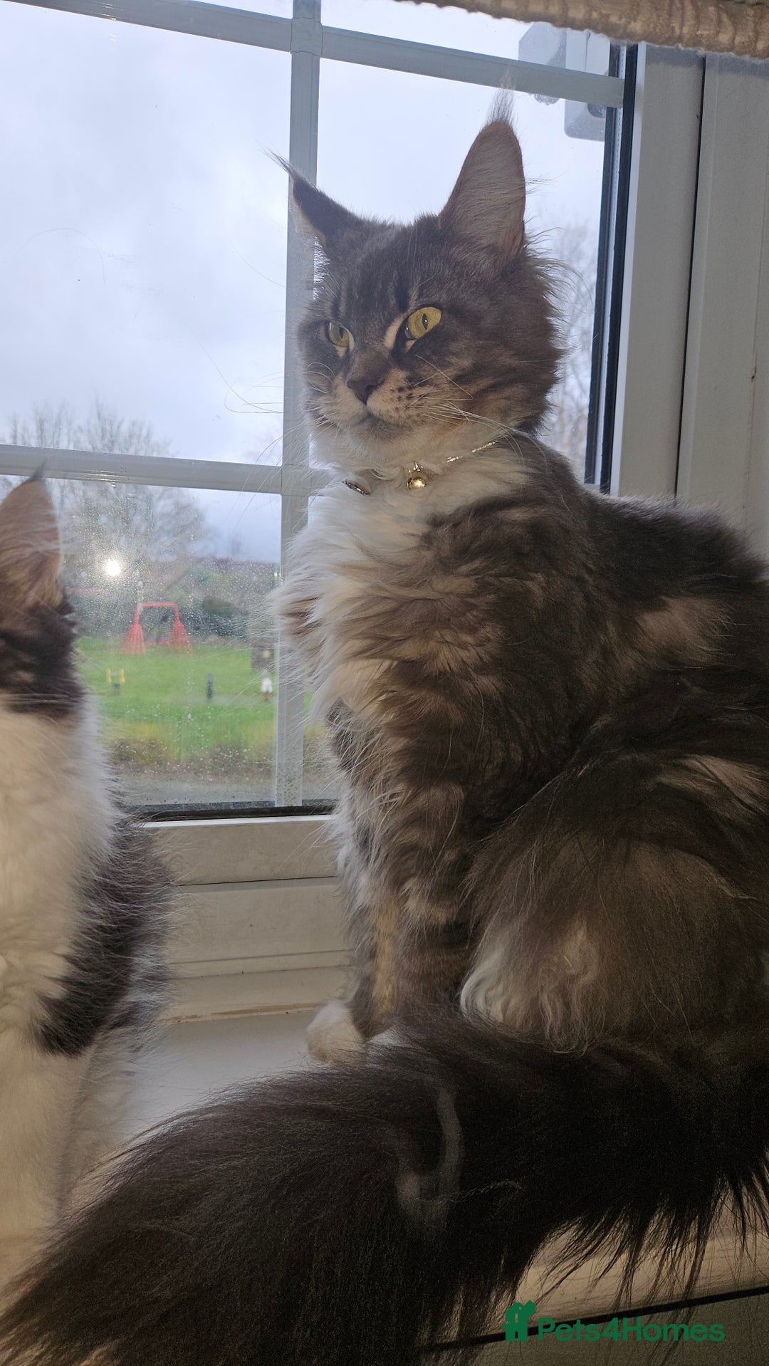 Maine Coon cats for sale: Beautiful Female Mixed Maine Coon kittens - Advert 2