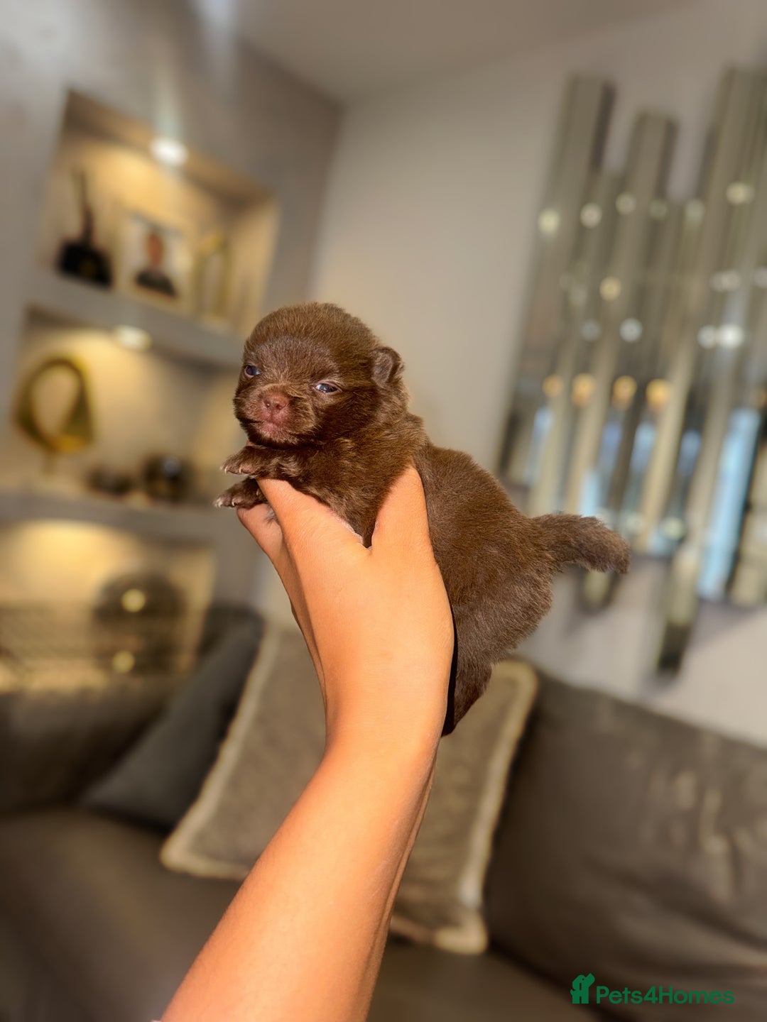 Pomeranian dogs for sale: CHOCOLATE FLUFFY PUPS - Advert 11