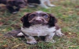 English Springer Spaniel dogs for sale: A* English Springer Spaniel Puppies - Image 7