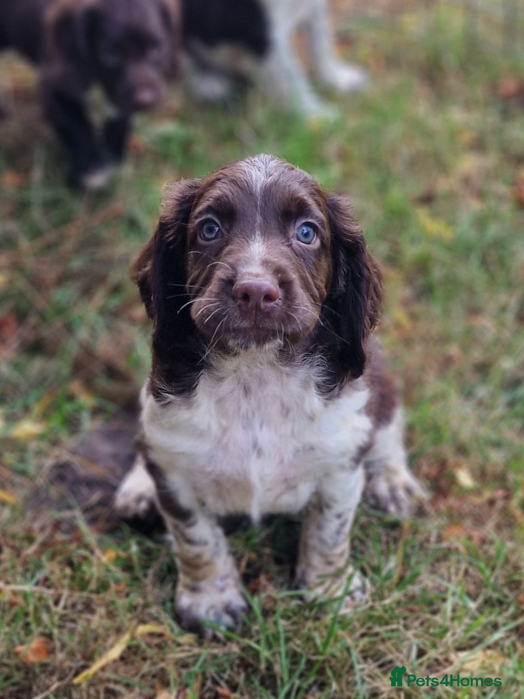 English Springer Spaniel dogs for sale: A* English Springer Spaniel Puppies - Image 7