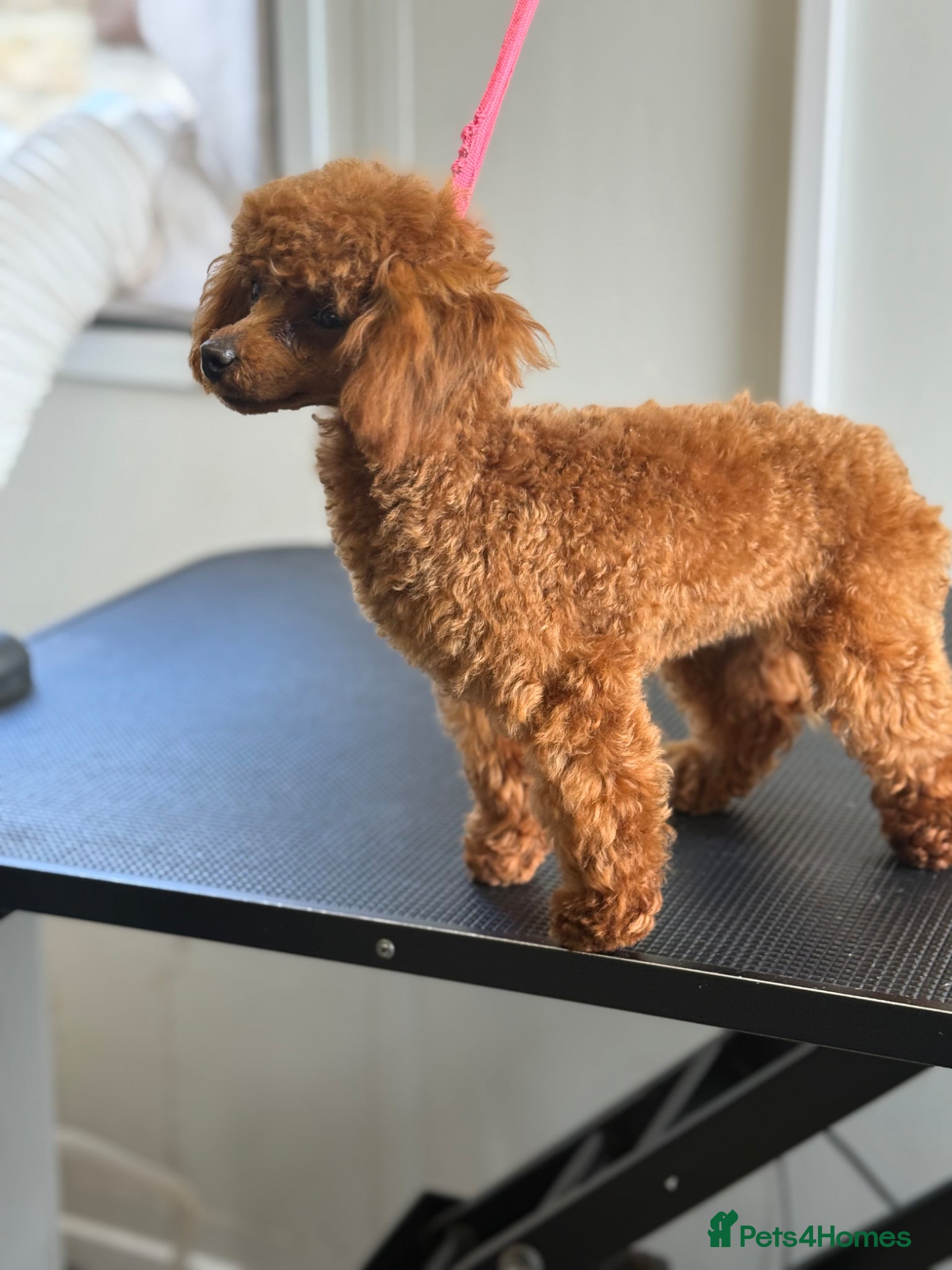 Toy Poodle dogs Tiny Toy Poodle Boy dark red  - Advert 2