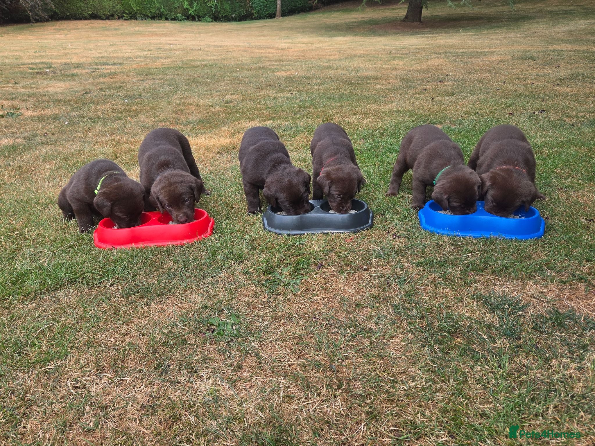 Labrador Retriever dogs KC registered, Chocolate Labrador Puppies - Advert 2