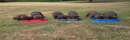 Labrador Retriever dogs for sale: KC registered, Chocolate Labrador Puppies in Ross-on-Wye - Advert 2