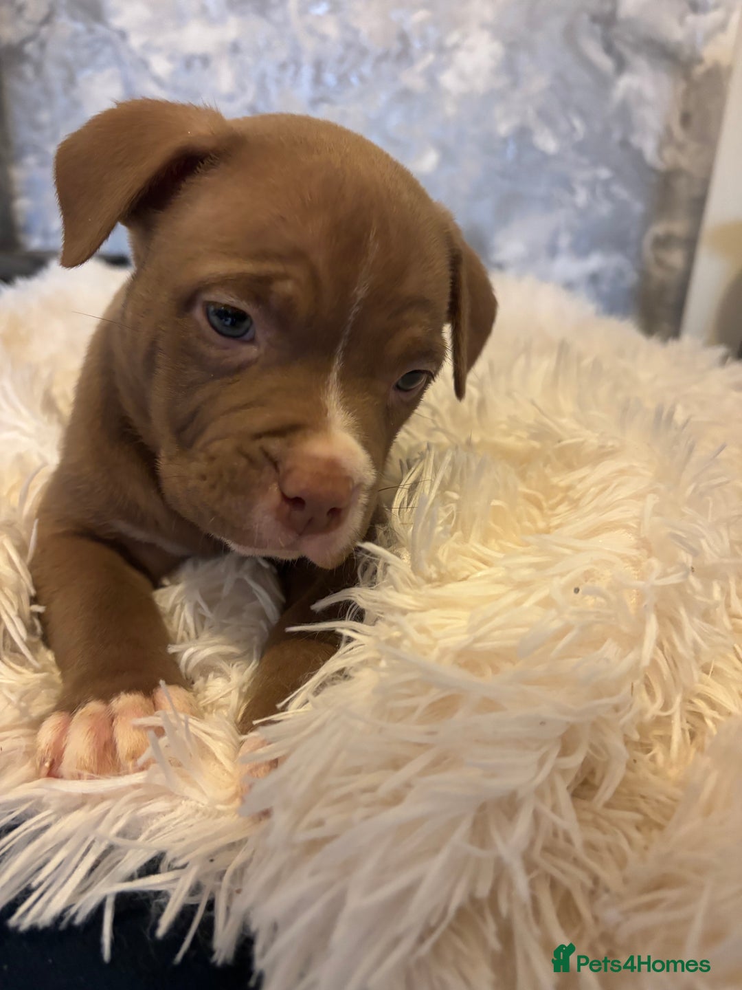 American Bully dogs for sale: Pocket bully puppies - Advert 17