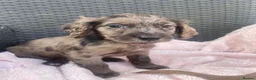 Cocker Spaniel dogs for sale: 6 Beautiful Cocker Spaniel puppies  - Advert 10