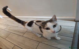 Mixed Breed cats for sale: Adorable Female Cat for Sale - Image 10