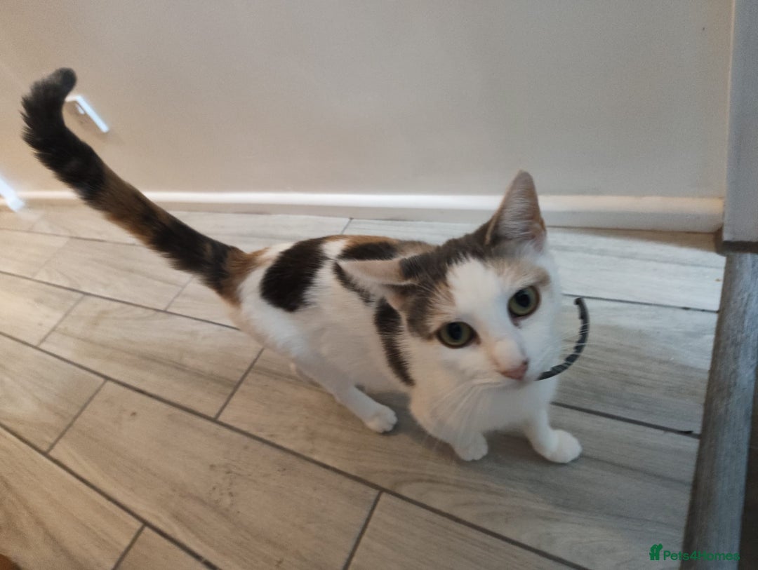 Mixed Breed cats for sale: Adorable Female Cat for Sale - Image 10