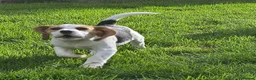 Beagle dogs for sale: 2Beautiful KC Registered Beagle Pups - Ready Now - Advert 11