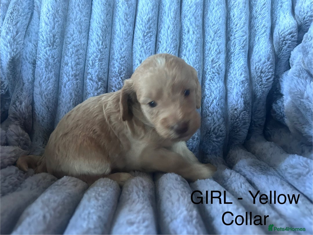 Cockapoo dogs for sale: GORGEOUS LITTER OF COCKAPOO’S - Advert 11