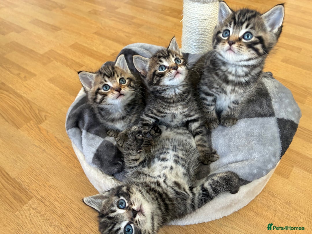 Domestic Shorthair cats for sale: Adorable kitten for sale  - Advert 6